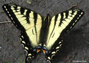 Western_Tiger_Swallowtail_CR