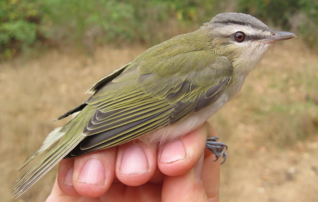 Red-eyed Vireo