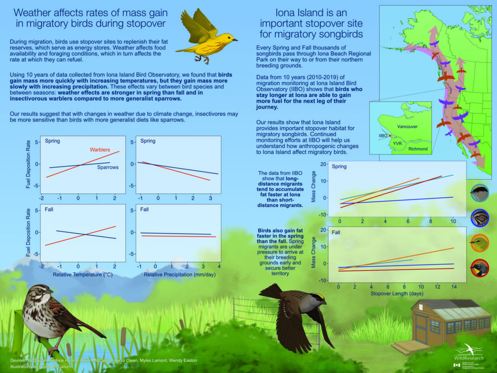 Weather affects rates of mass gain  in migratory birds during stopover. Iona Island is an important stopover site for migratory songbirds.