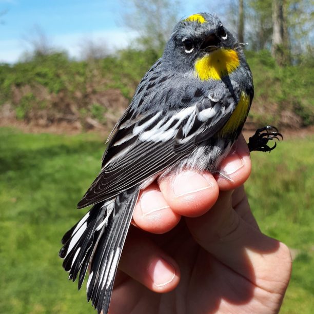 YRWA-01_Spring2019_MBieber a yellow-rumped warbler being held in photographer's grip